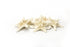 thorny starfish